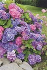 Hortensia en promo chez Carrefour Dunkerque à 4,89 €