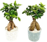 Ginseng Bonsai von Pure Balance für 9,99 € bei REWE im Angebot Ginseng Bonsai von Pure Balance im aktuellen REWE Prospekt
