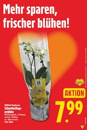 Orchidee Angebot & Preis im aktuellen E center Prospekt Orchidee Angebot im aktuellen E center Prospekt auf Seite 5