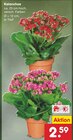 Kalanchoe im aktuellen Netto Marken-Discount Prospekt