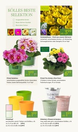 Aktueller Pflanzen Kölle Prospekt mit Haushaltsartikel, "VALENTINSTAG", Seite 8
