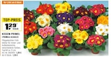 Kissen-Primel (PRIMULA ACAULIS) Angebote bei OBI Siegen für 1,19 €