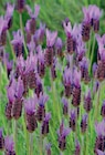 Aktuelles Schopflavendel Angebot bei toom Baumarkt in Bochum ab 4,99 €