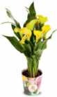 Calla im Angebot bei Netto Marken-Discount in Neustadt Calla Angebote bei Netto Marken-Discount Neustadt für 4,99 €