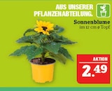 Sonnenblume im Angebot bei Marktkauf in Fürth Sonnenblume Angebote bei Marktkauf Fürth für 2,49 €