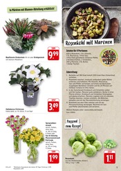 Stauden im EDEKA Prospekt in Tübingen Aktueller EDEKA Prospekt mit Stauden, "Aktuelle Angebote", Seite 5