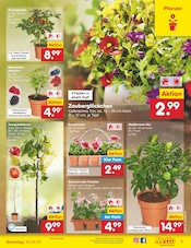 Aktueller Netto Marken-Discount Prospekt mit Garten, "Aktuelle Angebote", Seite 7