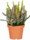 Dreifarbige Besenheide im Angebot bei Netto Marken-Discount in Aalen Dreifarbige Besenheide Angebote von Beauty Ladies bei Netto Marken-Discount Aalen für 2,99 €