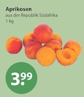 Aprikosen im aktuellen V-Markt Prospekt