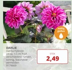 BBM Baumarkt Rhauderfehn - Dahlie Angebot im Prospekt Dahlie bei BBM Baumarkt im Rhauderfehn Prospekt für 2,49 €