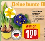 Primel oder Narzisse von  im aktuellen REWE Prospekt für 1,00 €