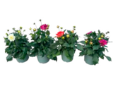 Dahlien Angebote bei EDEKA Buxtehude für 6,99 €