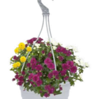 Pflanzen Kölle Neuenhagen - Chrysanthemen Ampel 'Skyfall' Angebot im Prospekt Chrysanthemen Ampel 'Skyfall' bei Pflanzen Kölle im Neuenhagen Prospekt für 12,99 €