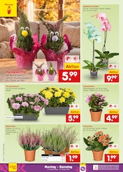 Ähnliche Blumenerde Angebote im Prospekt "Aktuelle Angebote" von Netto Marken-Discount in Bocholt Ähnliche Angebote wie Blumenerde im Prospekt "Aktuelle Angebote" auf Seite 51 von Netto Marken-Discount in Bocholt