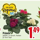 Primeln von  im aktuellen EDEKA Prospekt für 1,49 €
