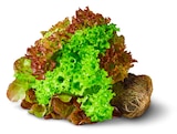 Deutsche bunte Salate mit Wurzel Angebote von Marktliebe bei Penny Bremen für 1,19 €