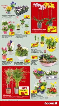 Orchidee im toom Baumarkt Prospekt "Respekt, wer's selber macht." mit 18 Seiten (Duisburg)