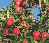 Pommiers ou pluots demi-tige Delbard - Delbard dans le catalogue Delbard