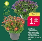 Saxifraga Steinbrech Angebote bei Netto mit dem Scottie Kiel für 1,99 €