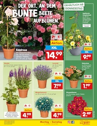 Baum im Netto Marken-Discount Prospekt "Aktuelle Angebote" auf Seite 7