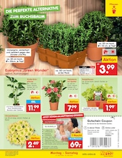 Aktueller Netto Marken-Discount Prospekt mit Blumen, "Aktuelle Angebote", Seite 28