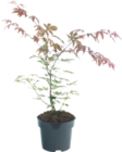 Érable du japon - GARDENLINE en promo chez Aldi Érable du japon - GARDENLINE dans le catalogue Aldi