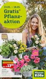 Aktueller Pflanzen Kölle Prospekt, "Gratis Pflanzaktion!", mit Angeboten der Woche, gültig von 13.05.2024 bis 13.05.2024