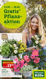Aktueller Pflanzen Kölle Garten & Pflanzen Prospekt in Parsdorf und Umgebung, "Gratis Pflanzaktion!" mit 16 Seiten, 13.05.2024 - 19.05.2024