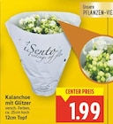 Kalanchoe mit Glitzer von iSento für 1,99 € bei E center im Angebot Kalanchoe mit Glitzer von iSento im aktuellen E center Prospekt