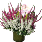 Knospenheide High Five Angebote bei Hornbach Bietigheim-Bissingen für 7,99 €