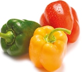 Paprika-Mix im aktuellen Netto mit dem Scottie Prospekt