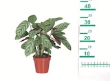 Aktuelle Zimmerpflanzen Angebote bei Lidl in Stuttgart Aktuelles Calathea-Mix Angebot bei Lidl in Stuttgart ab 3,99 €