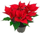 Fairtrade-Weihnachtsstern im Angebot bei REWE in Potsdam Fairtrade-Weihnachtsstern Angebote bei REWE Potsdam für 2,99 €