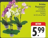 Aktuelle Zimmerpflanzen Angebote bei E center in Dresden Aktuelles Orchidee Phalaenopsis Angebot bei E center in Dresden ab 5,99 €