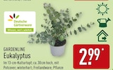 Eukalyptus von Gardenline für 2,99 € bei ALDI Nord im Angebot Eukalyptus von Gardenline im aktuellen ALDI Nord Prospekt