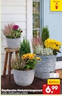 Bepflanztes Herbstarrangement im Angebot bei Netto Marken-Discount in Hanau Bepflanztes Herbstarrangement Angebote bei Netto Marken-Discount Hanau für 6,99 €