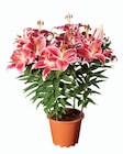 Lys oriental en promo chez Lidl Perpignan à 7,99 €