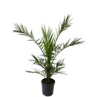 Palmier des Canaries - Jardiland à Angers Palmier des Canaries en promo chez Jardiland Angers à 12,99 €