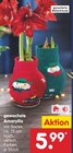 Aktuelles gewachste Amaryllis Angebot bei Netto Marken-Discount in Jena ab 5,99 €