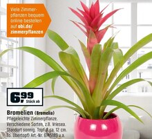 Bromelien (Bromelia) bei OBI in Bergisch Gladbach Bromelien (Bromelia) im Angebot bei OBI Bergisch Gladbach für 6,99 €