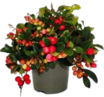 Gauktherien bei EDEKA im Ratzeburg Prospekt für 3,49 €