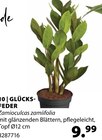 Aktuelles Glücksfeder Angebot bei Dehner Garten-Center in Essen ab 9,99 €
