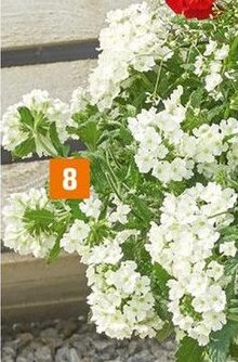 Verbene (Verbena) bei OBI in Neunkirchen Verbene (Verbena) im Angebot bei OBI Neunkirchen für 2,49 €