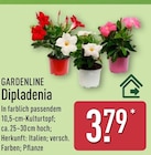 Dipladenia von Gardenline im aktuellen ALDI Nord Prospekt