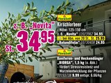 Kirschlorbeer oder Koniferen- und Heckendünger „BIORGA“ im Angebot bei Hornbach in Neustadt Kirschlorbeer oder Koniferen- und Heckendünger „BIORGA“ Angebote von FloraSelf bei Hornbach Neustadt für 9,99 €