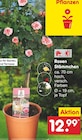 Rosen Stämmchen für 12,99 € bei Netto Marken-Discount im Angebot Rosen Stämmchen im aktuellen Netto Marken-Discount Prospekt