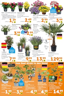 Blumen im Globus-Baumarkt Prospekt "Immer eine Idee besser" mit 16 Seiten (Hamburg)