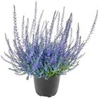 Besenheide gefärbt Angebote bei REWE Bensheim für 1,99 €
