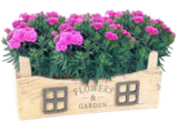 Aktuelle Blumen Angebote bei Thomas Philipps in Hamburg Aktuelles Nelke „Dianthus“ Angebot bei Thomas Philipps in Hamburg ab 1,99 €