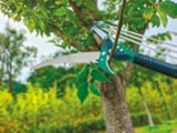 Teleskop-Astsäge Angebote von Garden Dream bei Netto mit dem Scottie Lutherstadt Wittenberg für 14,99 €